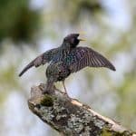 How to get rid of starlings