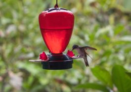 Hummingbird food recipes