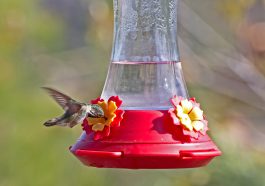 Hummingbird gift ideas