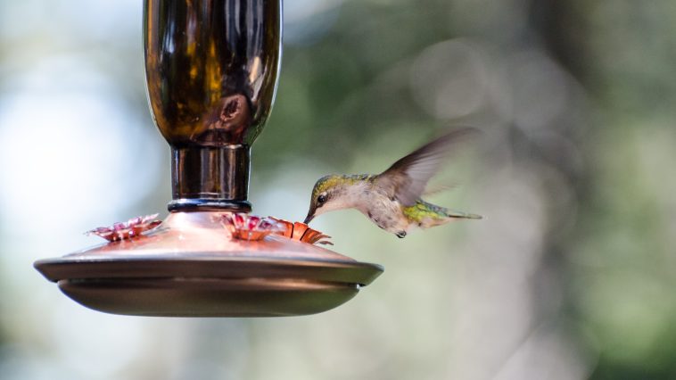 How long does hummingbird nectar last