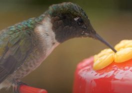 how to keep ants off hummingbird feeder